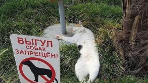Где и как в Беларуси выгуливать собаку, чтобы не получить штраф - просто о законах