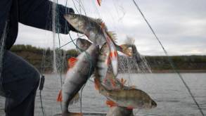 Семейный подряд не удался: под Лидой муж и жена ловили рыбу сетью, теперь могут сесть за это на три года