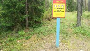 Пикники только на даче — в Гродненской области ввели ограничения на посещение лесов