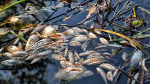В Мостовском районе из-за слитого в реку навоза погибла рыба