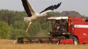 «Голода у нас не будет». Сколько зерна и для чего выращивают в Беларуси