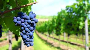 Какой виноград сегодня можно самостоятельно выращивать в Гродно