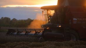 Фотофакт: уборка зерновых под Гродно идет до захода солнца