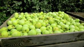 Организации начали массовую закупку яблок у населения. Почем берут?