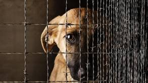 Громкие случаи жестокого обращения с животными в Гродненской области: кого и как наказали в 2022 году и когда будет принят закон о защите животных
