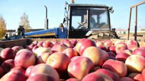 Минсельхозпрод: «Беларусь сама не закрывает потребности в яблоках»