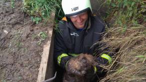 Под Волковыском спасатели выручили трех бобров, угодивших в глубокую яму