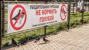 В ЖКХ рассказали, какой штраф в Беларуси могут получить те, кто кормит голубей из окна