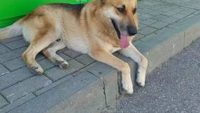 Убитый «Хатико»: под Гродно служба отлова усыпила пса, который преданно ждал своих хозяев. Волонтеры написали заявление в милицию