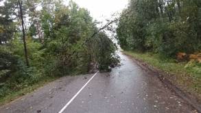 Последствия сильного ветра: Гродно «пронесло», а вот в регионе спасатели помогали пилить упавшие деревья