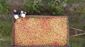 Фотофакт: как недалеко от Гродно убирают урожай яблок