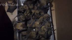 В Гродно в общежитии нашли 100 летучих мышей