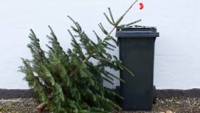 Куда выбросить новогодние елки: в ЖКХ рассказали, как сделать это правильно