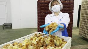 За 37 000 цыплятами ухаживает один человек: репортаж со Щучинской птицефабрики