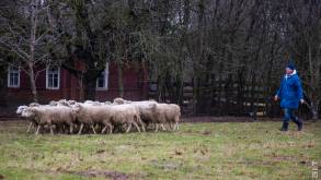 «Топ-менеджеры превратились в чабанов»: как гродненцы переехали на хутор и растят овец