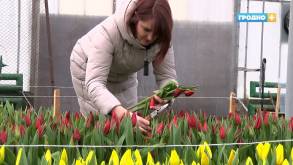 12 тысяч гродненских тюльпанов поступят в городские магазины к 8 марта. Названа стоимость за цветок