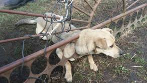 В Волковыске спасатели помогли освободиться застрявшему в металлическом заборе бездомному псу