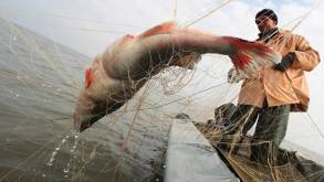 Год лишения свободы и штраф 80 «базовых»: в Лиде осудили рыбаков-браконьеров