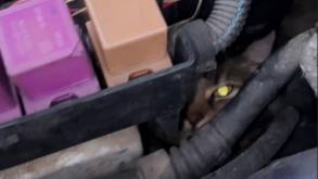 В Скиделе под капотом машины нашли кота, который просидел там больше суток. На помощь пришли спасатели