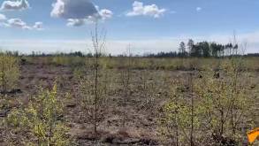 Как обычные гродненцы сажали лес на месте сгоревшего у литовской границы