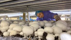 «Работа несложная, зарплата достойная!»: как работает фабрика шампиньонов в городе Щучин, и сколько платят грибоводам