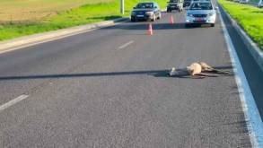 Гродненская трасса М6 остается в топе самых опасных дорог: около тысячи диких животных погибли с начала года на дорогах Беларуси