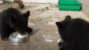 В гродненском зоопарке показали, чем кормят гималайских медвежат Машу и Лешу