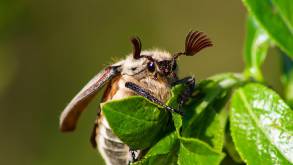 Майские жуки и не только: какую еще живую «экзотику» продают белорусы в сети