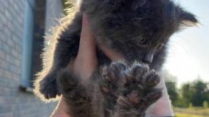 Гродненцы не прошли мимо, а спасатели не отказали в помощи: милая история спасения котенка в Гродно