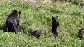 Под Новогрудком медведица и трое медвежат вышли к людям. Видео