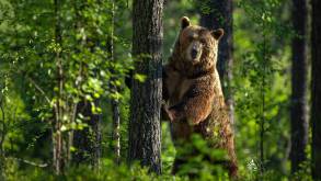 Встречаются уже под Лидой и Новогрудком: в Беларуси предлагают исключить медведя из Красной книги