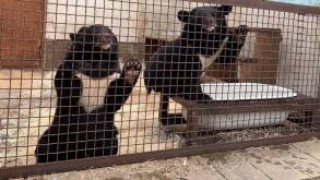 Гималайские медвежата Маша и Лёша стали самыми любимыми питомцами в зоопарке Гродно