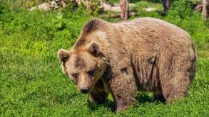 «Убегать от медведя — плохая идея». Эксперты рассказали, как вести себя при встрече с дикими животными