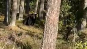 Медведи уже осваивают часть Налибокской пущи в Гродненской области: одного видели прямо у трассы М6