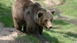 Предлагают бить в нос, если не удалось избежать близкого контакта: медведей стало так много, что природоохрана Беларуси разработала памятку на случай встречи с ними