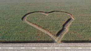 На поле под Дятлово комбайнеры выкосили на кукурузном поле огромное сердце