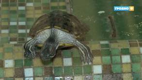 Красноухие черепахи захватывают водоемы Гродно