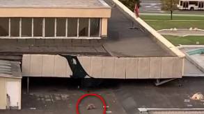 В TikTok завирусилось необычное видео — лиса на крыше гродненского кинотеатра