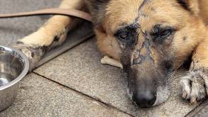 В МВД рассказали, сколько фактов жестокого обращения с животными регистрируется в Беларуси