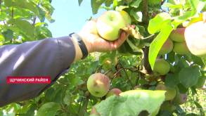 Доходит до 50 тонн с гектара: гродненские ученые собрали небывалый урожай яблок