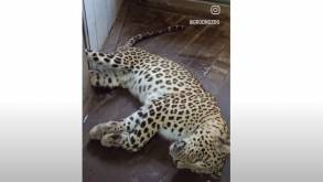 В Гродно спасли леопарда Жорика: смотрите, как ветеринары лечили большую кошку