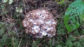 Редкий краснокнижный гриб нашли под Гродно