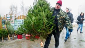 В Гродно начинается продажа новогодних елок: где их можно купить