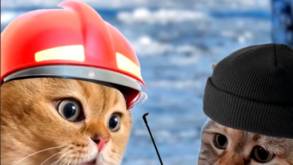 МЧС Беларуси выпустило мемный ролик о котиках и рыбке, которпый за сутки собрал почти 240 тыс. просмотров