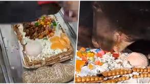 В Гродно поздравили гималайских медвежат с первым днем рождения и раскрыли рецепт «Лешемашевого» торта