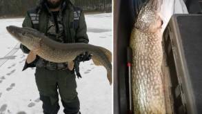 Рыбак в Волковысском районе выловил огромную щуку