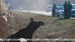 В Гродненской области зафиксировано 580 фактов ДТП с животными: в природоохране назвали «опасные» дороги