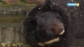 Гродненские медведи почувствовали весну и проснулись