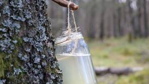 Природоохрана Гродненской области рассказала, как бесплатно набрать березового сока в лесу и не получить штраф