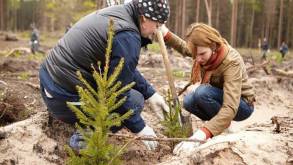Более 2,3 тыс. га нового леса планируют посадить весной в Гродненской области